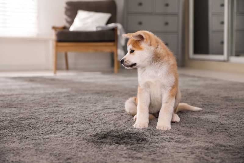 Carpet Pet Stain Removal