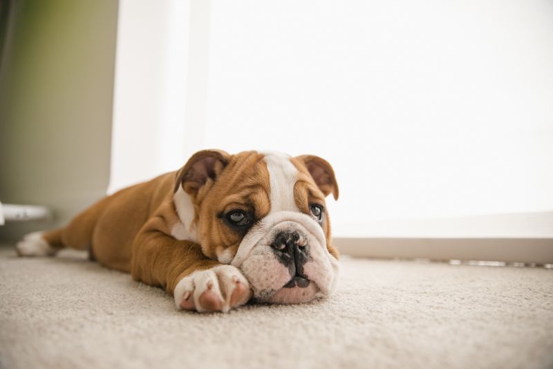 Pet Stain Carpet Repair in Overland Park, KS